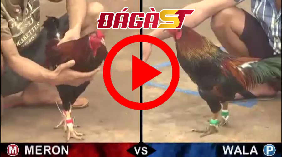 Xem đá gà tiện lợi vô cùng qua các thiết bị điện tử