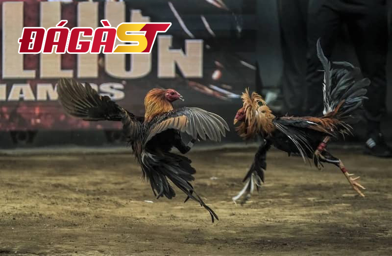 Mang tới trải nghiệm đá gà như thật